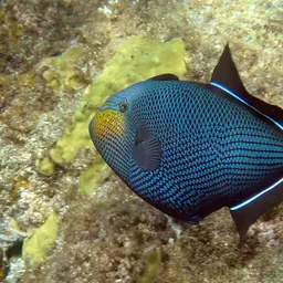 Black Durgon, photo 2