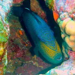 Black Durgon, photo 3