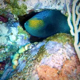 Black Durgon, photo 4