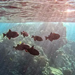Black Durgon, photo 7