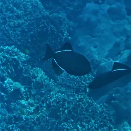 Black Durgon, photo 8