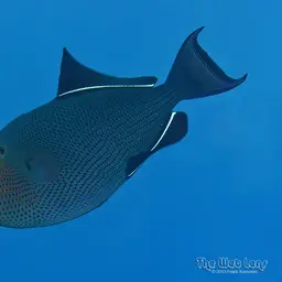 Black Durgon, photo 10