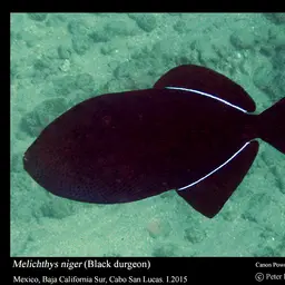 Black Durgon, photo 11