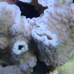 Crispy Crust Coral, photo 2