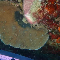 Crispy Crust Coral, photo 3