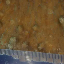 Crispy Crust Coral, photo 4