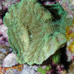 Crispy Crust Coral