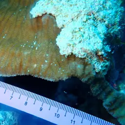 Crispy Crust Coral, photo 5