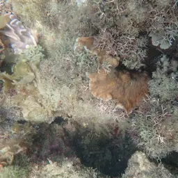 Crispy Crust Coral, photo 6