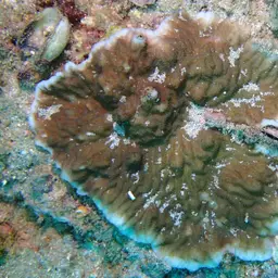 Crispy Crust Coral, photo 7