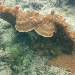 Crispy Crust Coral, photo 8