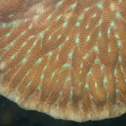 Crispy Crust Coral, photo 9
