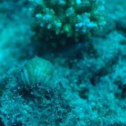 Crispy Crust Coral, photo 10