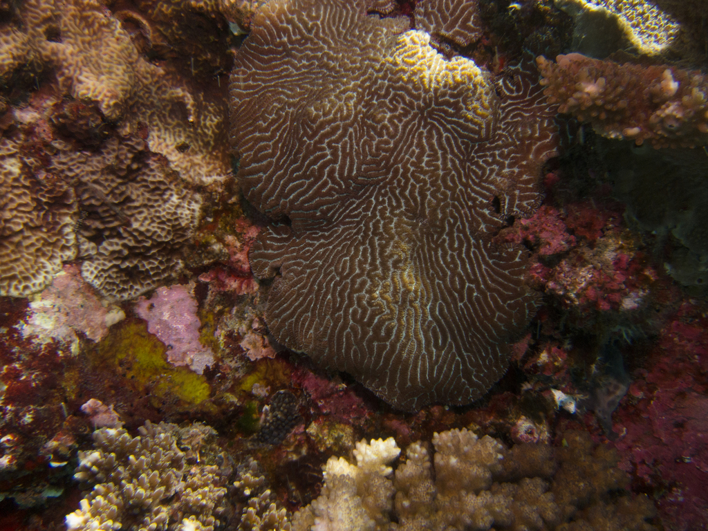 Merulina Triangularis Crispy Crust Coral (Merulina ampliata) · Aquariumpro