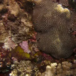 Crispy Crust Coral, photo 11