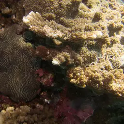 Crispy Crust Coral, photo 12