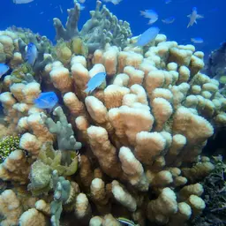 Columniform Crust Coral, photo 1