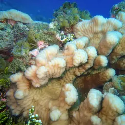 Columniform Crust Coral, photo 2