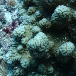 Columniform Crust Coral, photo 3