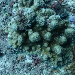 Columniform Crust Coral, photo 4