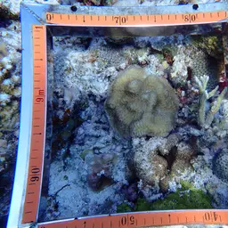 Columniform Crust Coral, photo 5