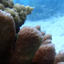 Columniform Crust Coral, photo 6