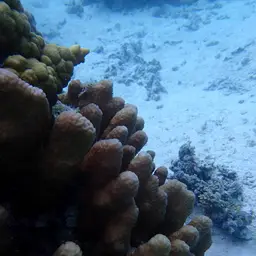 Columniform Crust Coral, photo 7