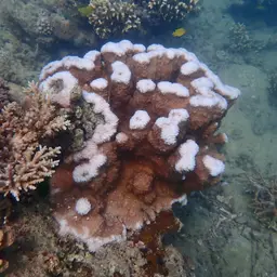Columniform Crust Coral, photo 8