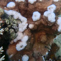 Columniform Crust Coral, photo 9