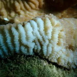 Columniform Crust Coral, photo 10