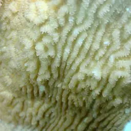 Columniform Crust Coral, photo 11
