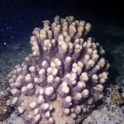 Columniform Crust Coral, photo 12