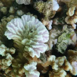 Crispy Crust Coral, photo 2
