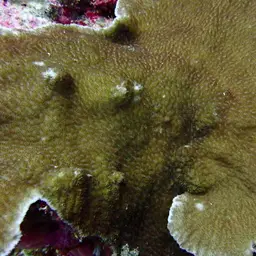 Crispy Crust Coral, photo 3