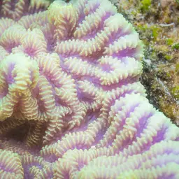 Crispy Crust Coral, photo 4
