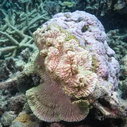 Crispy Crust Coral, photo 1