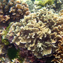 Crispy Crust Coral, photo 5