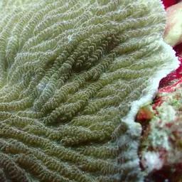 Crispy Crust Coral, photo 6