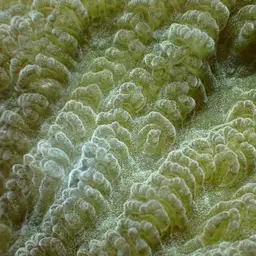 Crispy Crust Coral, photo 7