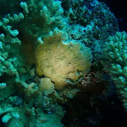 Crispy Crust Coral, photo 8