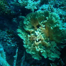 Crispy Crust Coral, photo 9