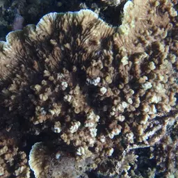 Crispy Crust Coral, photo 10