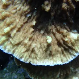Crispy Crust Coral, photo 11