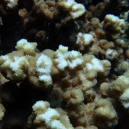 Crispy Crust Coral, photo 12