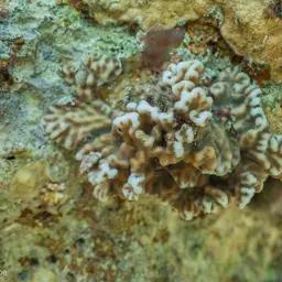 Crispy Crust Coral, photo 1