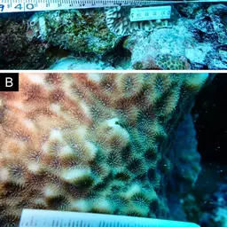 Crispy Crust Coral, photo 2