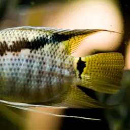 Flag Cichlid, photo 1