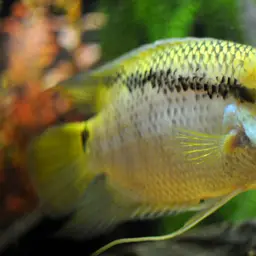 Flag Cichlid, photo 2