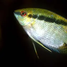 Flag Cichlid, photo 3