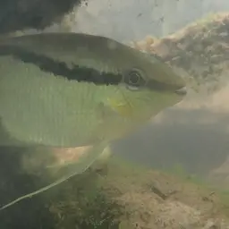 Flag Cichlid, photo 4